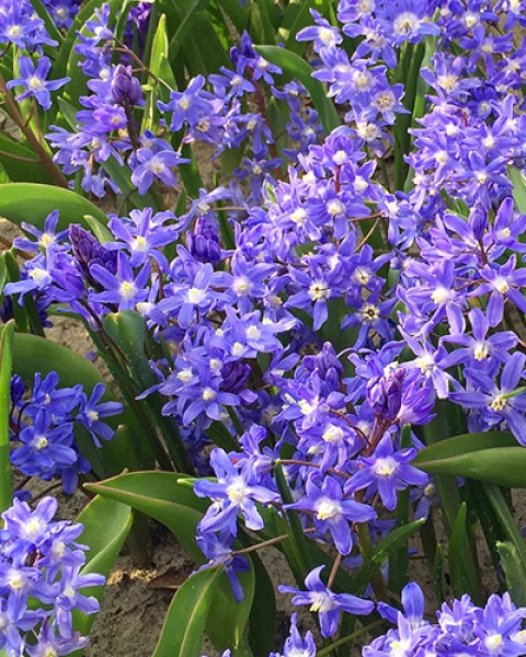 Chionodoxa sardensis.jpg